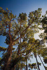 Alberi che sfiorano il cielo.Un paesaggio di natura e colori