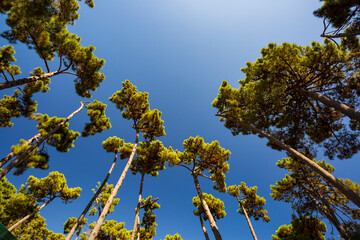 Alberi che sfiorano il cielo.Un paesaggio di natura e colori