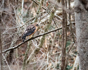 Red-Shoulered Hawk Perching in Woodlands © Charles Floyd