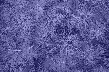 Very Peri Color of the year 2022. Violet. Fresh green dill close-up background. Green nature food background.