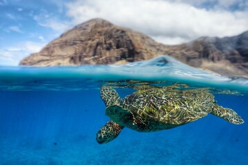 Swimming with Hawaiian Green Sea Turtle