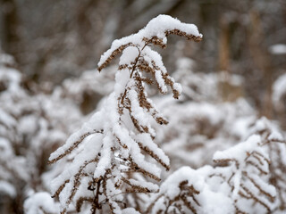 Dried grass in the snow close-up.