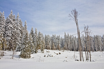 snow covered trees