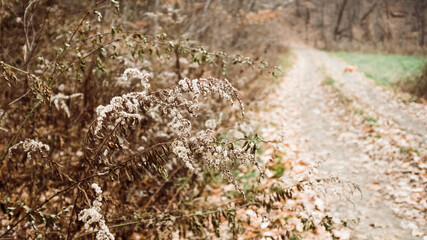 Obraz premium Autumn Forest