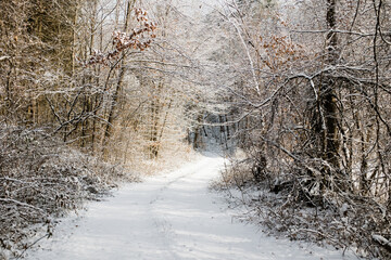 Snowy New England Forest