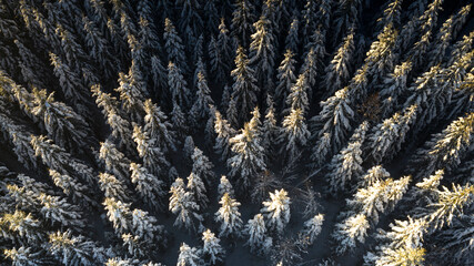 Aerial top down view to the snow and frost clad spruce forest stand with rendered texture of branches by sunlight and snow