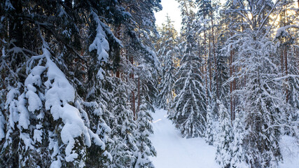 view to the thick snow covered coniferous trees woodland scene with the low angel winter sun poking from the trees