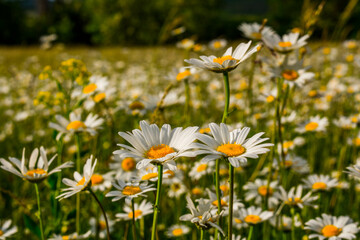 Fototapeta premium Field daisies