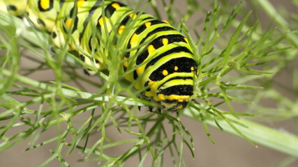 Fifth instar of an anise swallowtail butterfly caterpillar on fennel, in Cotacachi, Ecuador