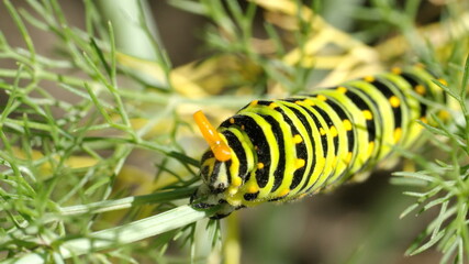 Fifth instar of an anise swallowtail butterfly caterpillar on fennel, in Cotacachi, Ecuador