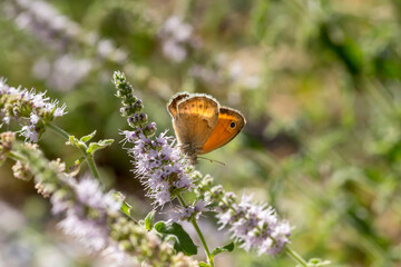 The butterfly (Satyridae) sitting on a mint flower close-up