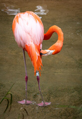 American Flamingo preening in zoo enclosure in Tennessee.