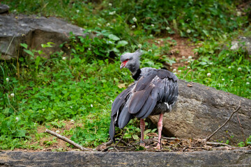 Obraz na płótnie Canvas Southern Crested Screamer bird in zoo enclosure in Tennessee.