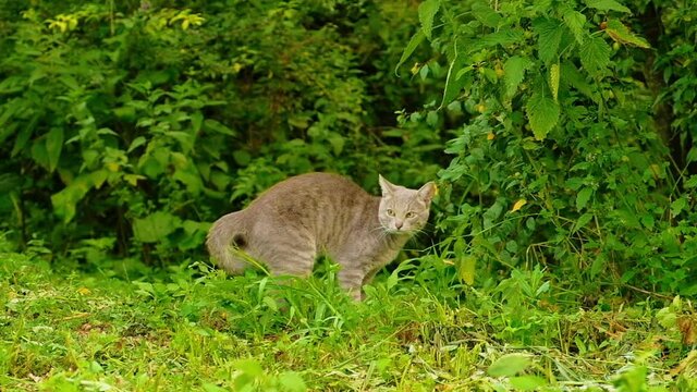 A domestic gray cat walks outdoors in the garden on a sunny summer day. Pets are free to walk