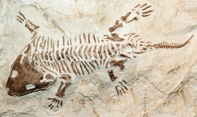 Fototapeta na wymiar Fossil of a prehistoric creature.
