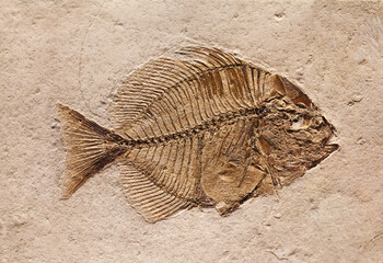 Fossil of a prehistoric creature.