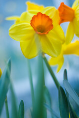 Nice flowers in the woods.