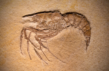Fossil of a prehistoric creature.