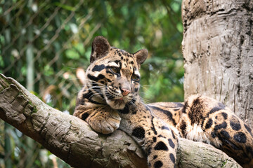 Clouded Leopard resting on tree limb in zoo enclosure in Tennessee.