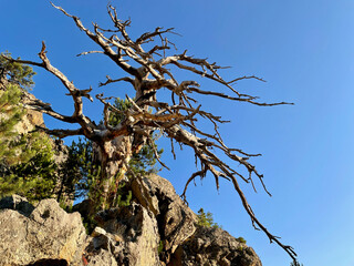 Impressive barren tree on the way up to Monte Rotondo, Corsica, France.