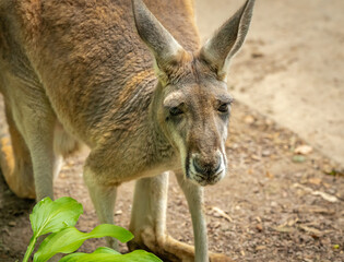 Fototapeta premium Red Kangaroo hoping around enclosure at the zoo in Tennessee.