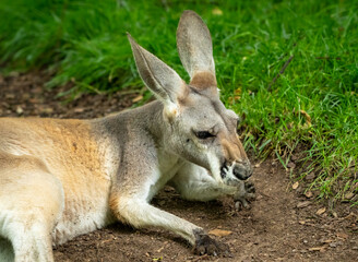 Naklejka na ściany i meble Red Kangaroo hoping around enclosure at the zoo in Tennessee.