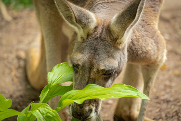 Red Kangaroo hoping around enclosure at the zoo in Tennessee.