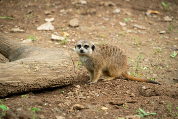 Meerkat foraging for insects at the zoo in Tennessee.
