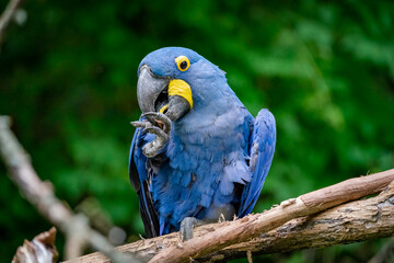 Blue Hyacinth Macaw preening on perch as zoo animal in Tennessee. © Wildspaces