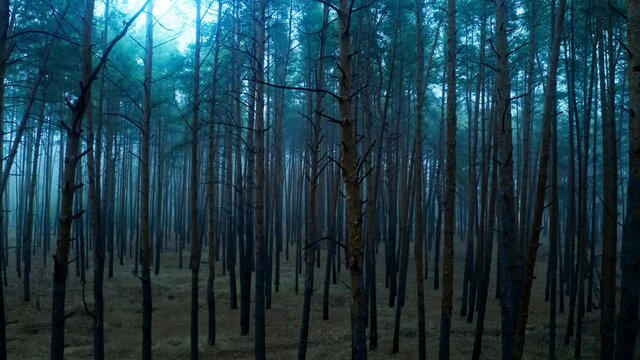 Fog forest brach mist mystery weather nature park magic
