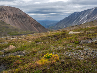 Alpine highlands. Alpine green summer meadow with blooming yellow flowers. Alpine highlands. Blooming meadow of the highlands.