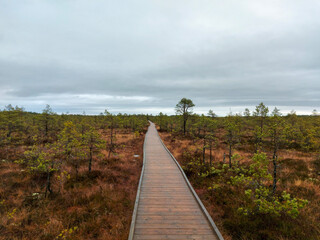 Fototapeta na wymiar bog landscape with a wooden footbridge along a sulfur pond, traditional bog soil and vegetation autumn in Estonia