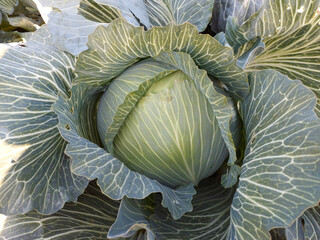 Fresh cabbage from farm field. View of green cabbages plants. Vegetarian food concept.Fresh green...