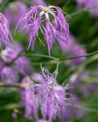 Close up of dianthus superbus flowers in bloom