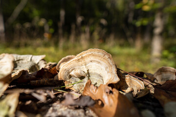 fungus on a log