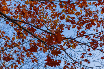 View of the sky obscured by the branches and leaves of a tree in autumn.