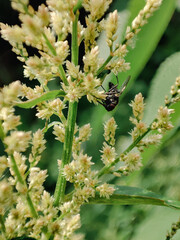 The flower and the fly