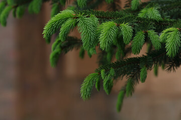 Detailed Christmas tree branches background.Detail of fresh spruce branch in forest.Christmas wallpaper concept.Realistic Christmas tree branches background. Fir tree brunch close up.Soft focus