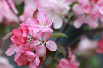 Soft focus.Delicate pink flowers on a green bush.Floral background.Many pink flowers on a bush in the garden.Nature background. Sakura.Pink flower,fully open and closed small flowers with green leaves