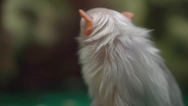 Funny silvery marmoset, close up