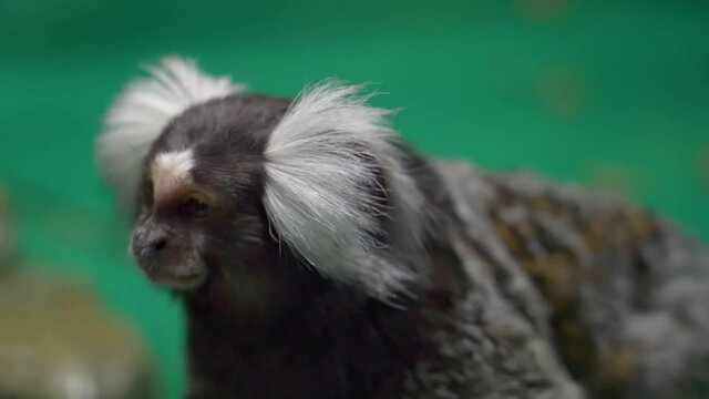 Funny Common marmoset  close up
