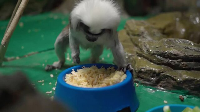 Funny Cotton top tamarin ,close up