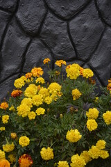 Marigolds during flowering in a garden bed near a stone wall.
