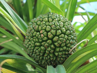 close up of pineapple plant