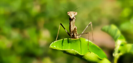 Mantis on top if a leaf