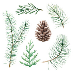 Watercolor winter greenery set: pine branches, thuja, rosemary and cone. Isolated on white background, plant illustration for winter holidays design.