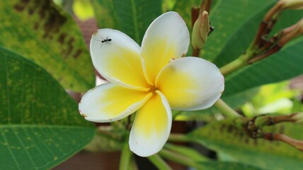 frangipani plumeria flower