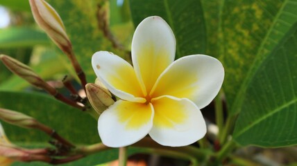 Obraz na płótnie Canvas frangipani plumeria flower