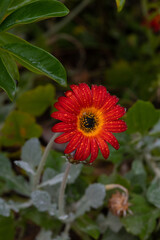 Red flower. Algarve Portugal.