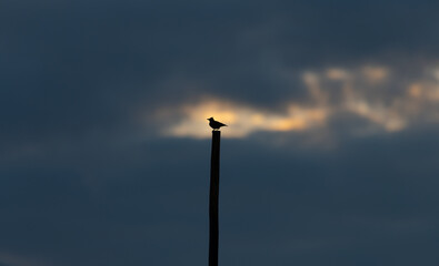 Thekla Lark or Galerida theklae in the evening time. Algarve Portugal.